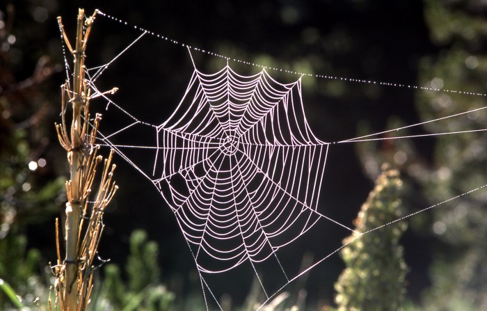 Orb spider web;J Schmidt;
1977